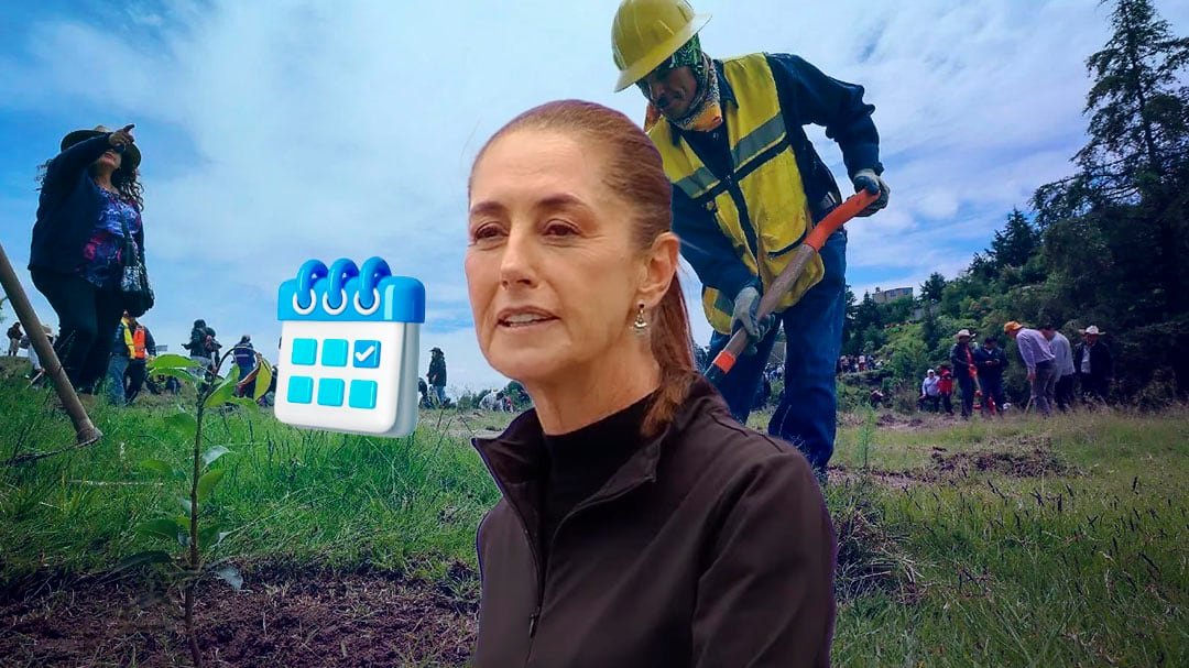 Jornada de Reforestación será cada segundo domingo de agosto por decreto de Claudia Sheinbaum