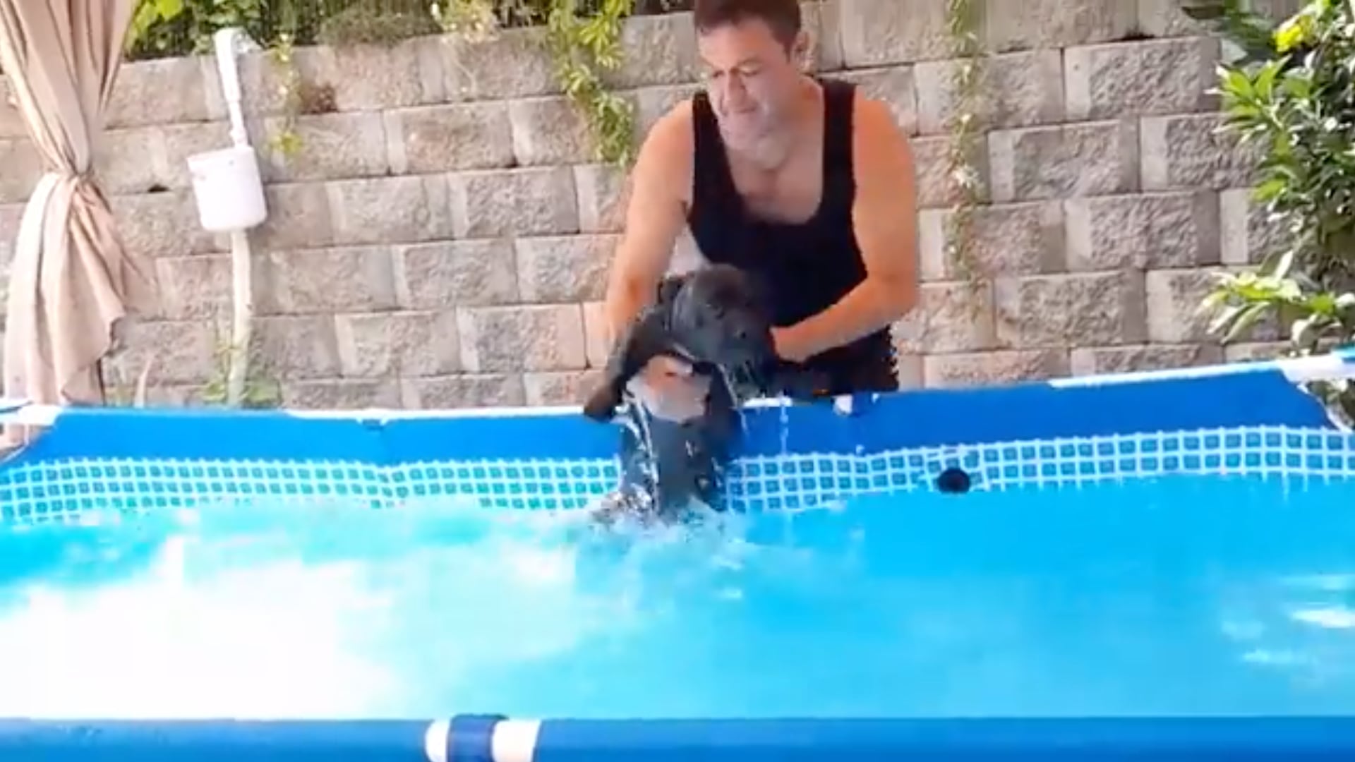 Perrito nadando en la alberca