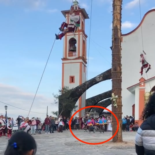 Volador de Papantla “atropella” a un hombre