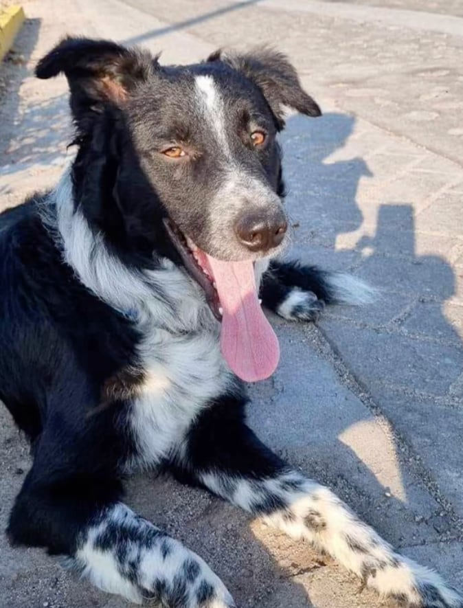 Criminales roban camioneta y secuestran al perro de una familia