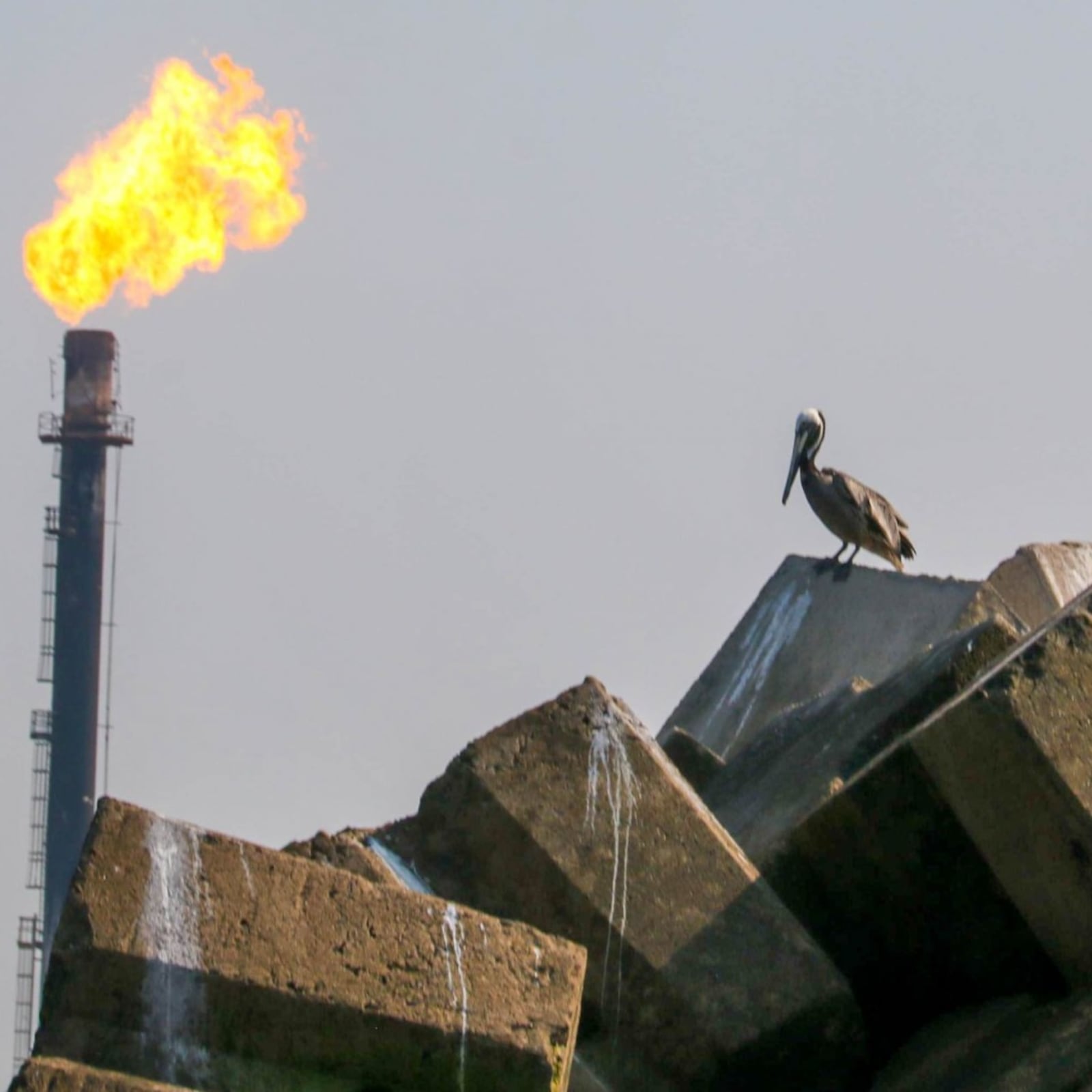 Soltar a Pemex