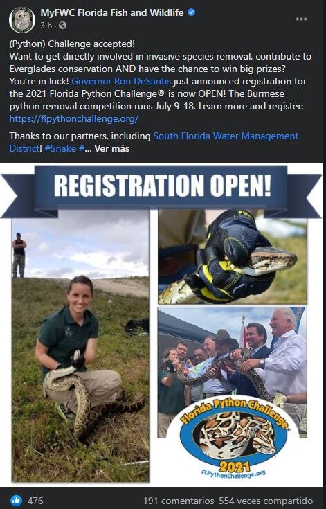 En Florida se realiza una competencia de cacería de pitones cada años