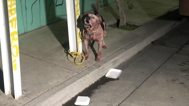 'Pirata' el perro pitbull que protegió su vivienda de un robo