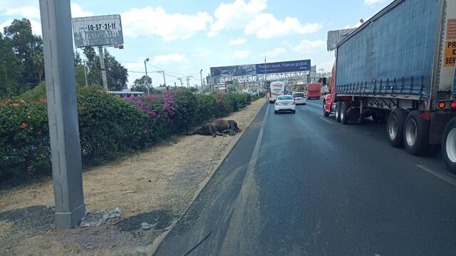 Caballo fue atropellado hace 4 días y su cadáver sigue en la carretera