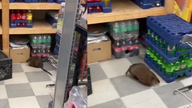 Rata gigante Nueva York