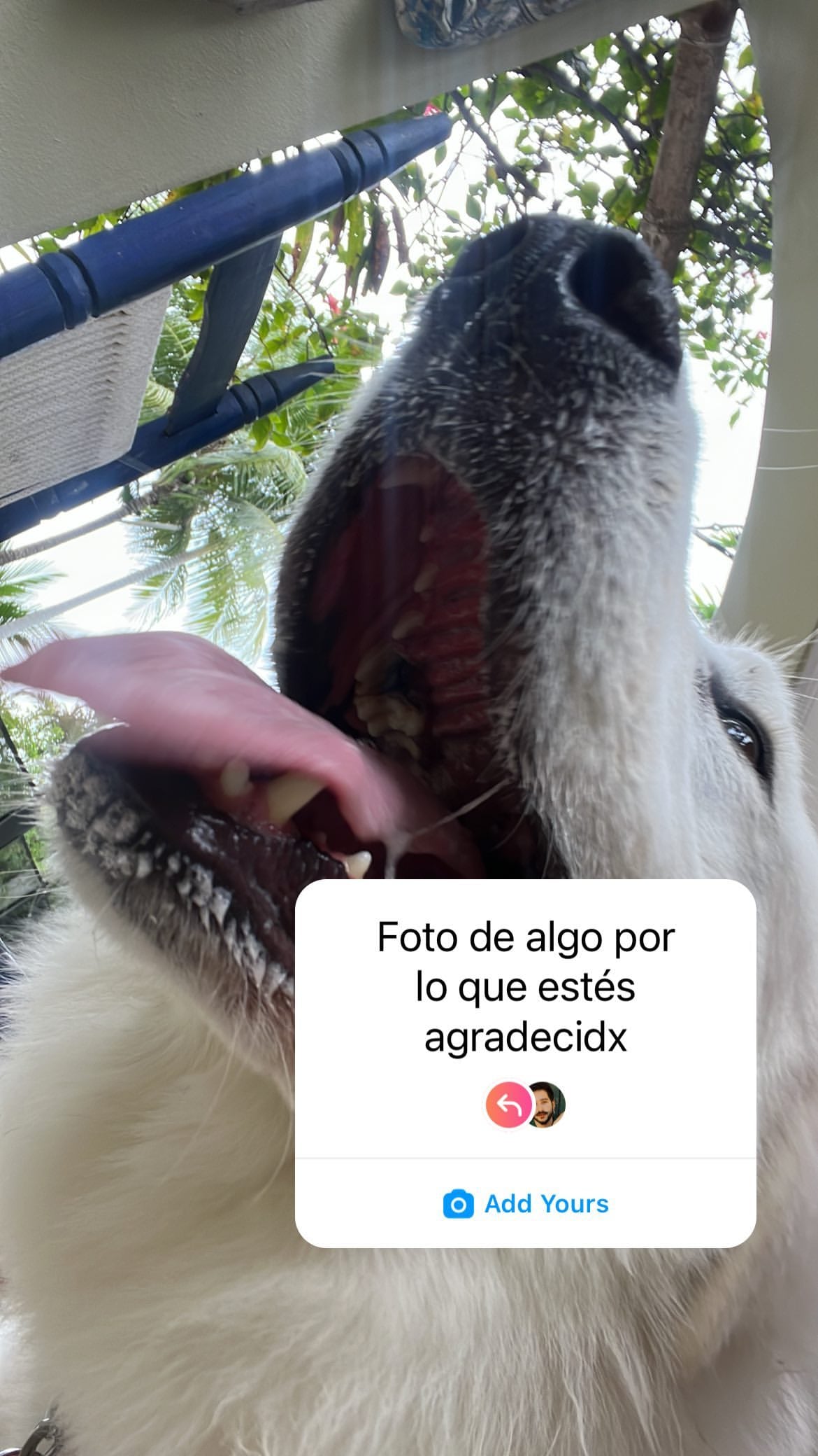 Camilo agradece por su mascota