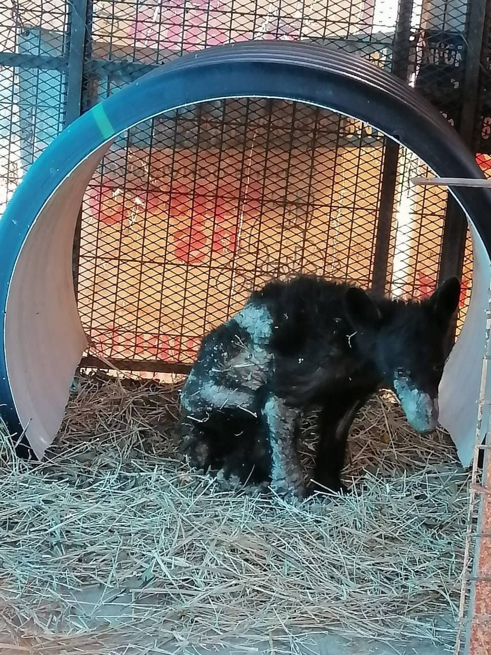 Así llegó la osa enferma al Zoológico La Pastora de Nuevo León.