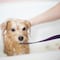 ¿Los perros se bañan en invierno? Consejos y lo que dicen los expertos
