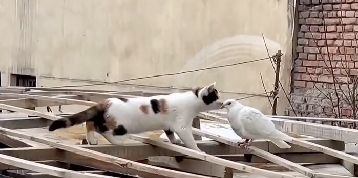 Gato se lanza contra una paloma