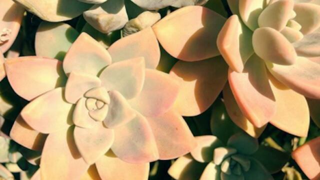planta