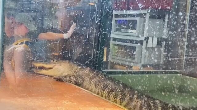 Caimán muerde la mano de su entrenadora