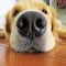 ¿Los perros pueden ver fantasmas? Esto dice la ciencia
