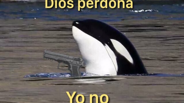 Memes de Gladis, la orca asesina
