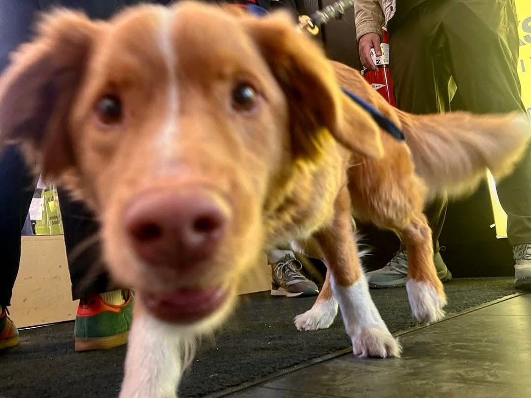 Indy, el perro actor de Good Boy.