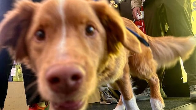 Indy, el perro actor de Good Boy.