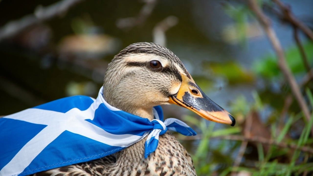 Donny the Duck es la nueva competencia del pato Merlín durante el Mundial 2026