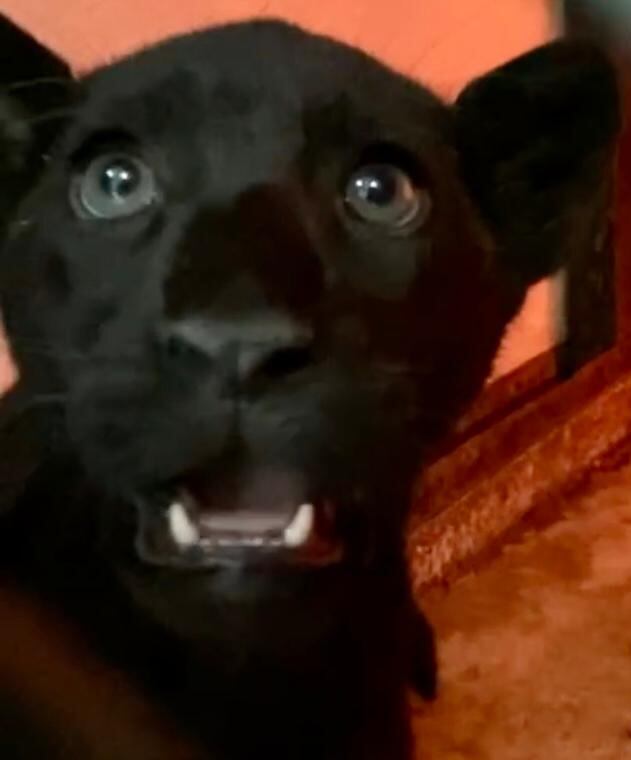 Zoológico de Chapultepec celebra nacimiento de jaguar bebé este 2022