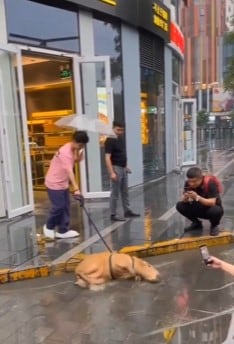 Joven paseando a su capibara