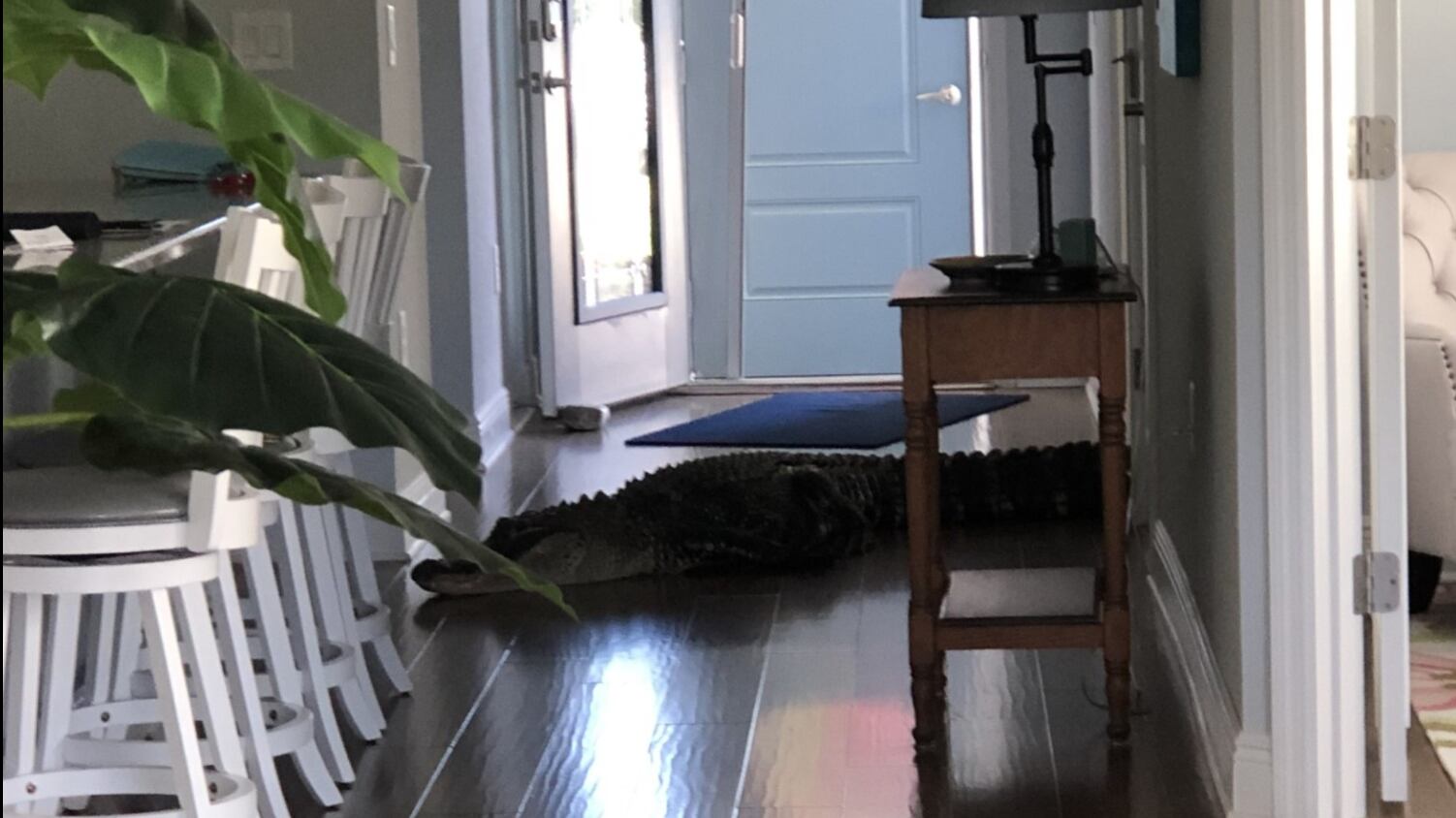 Estados Unidos: Mujer se encuentra un caimán de 2 metros dentro de su cocina