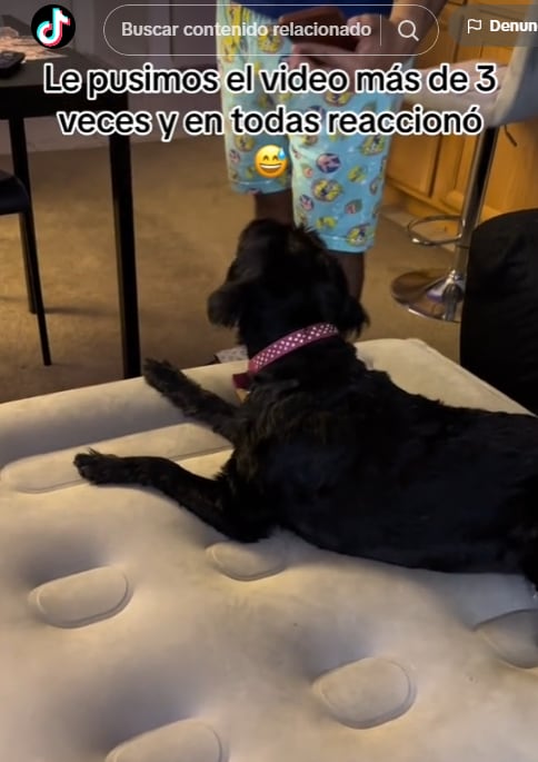 Perro reacciona al audio del fierro viejo