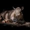 Nace rinoceronte negro en Estados Unidos, especie en peligro de extinción con solo 740 ejemplares