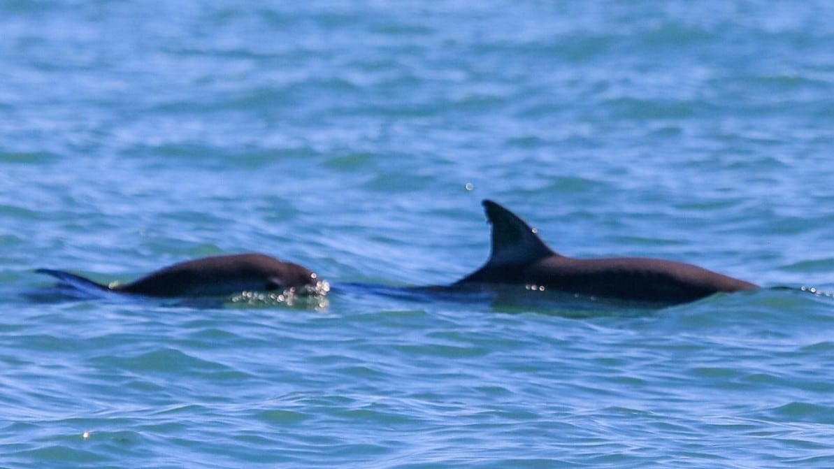 Vaquitas marinas vistas en el Golfo de California