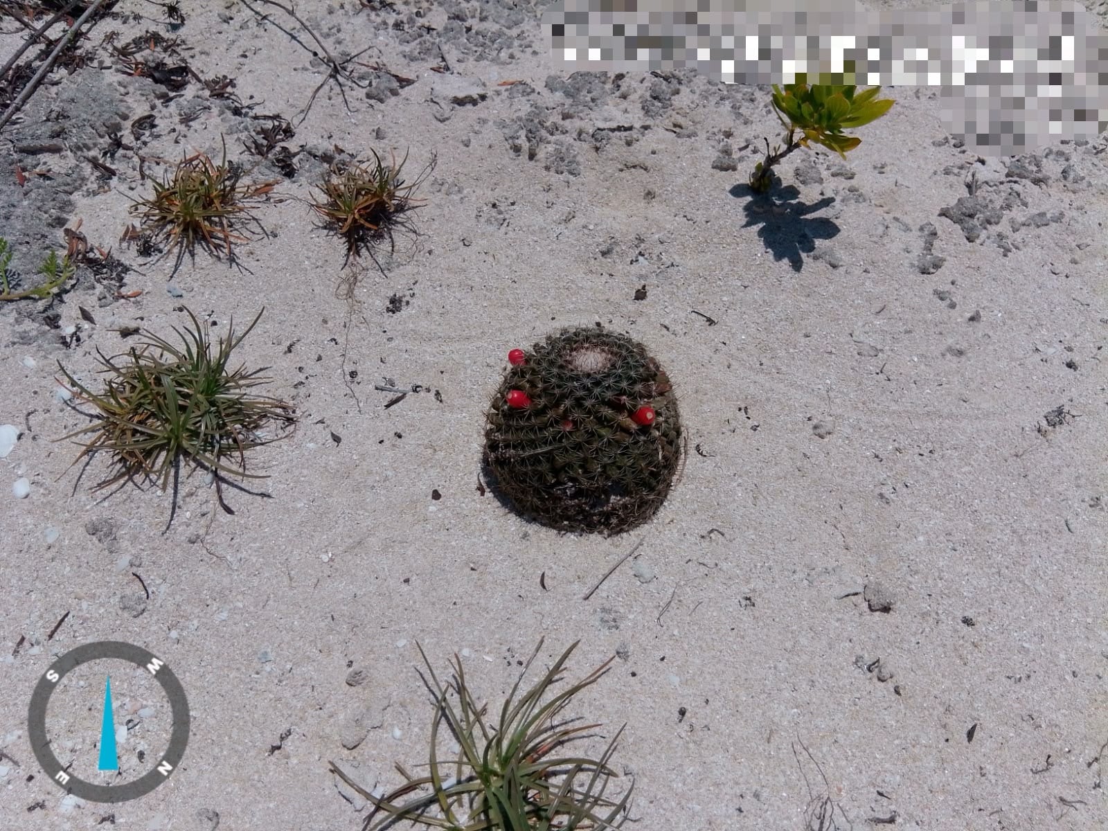 Profepa frena proyecto Las Dunas en Yucatán por afectaciones a especies protegidas