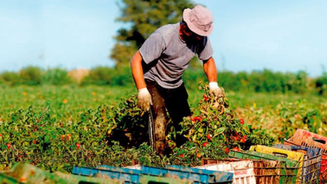Apoyos a pequeños productores