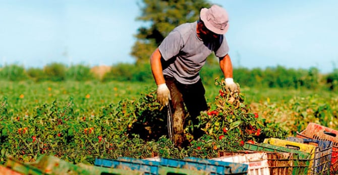 Tomate mexicano; el más importante a nivel nacional e internacional