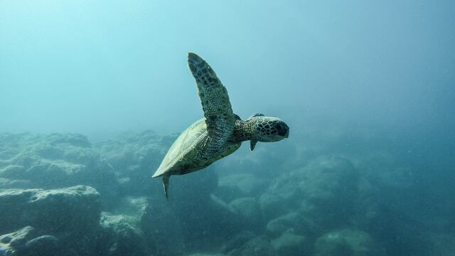 Los océanos se calientan más que nunca.
