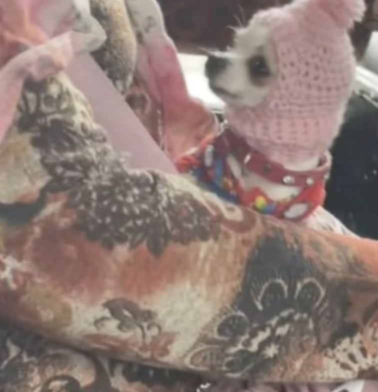 Perrito usa gorro para el frío