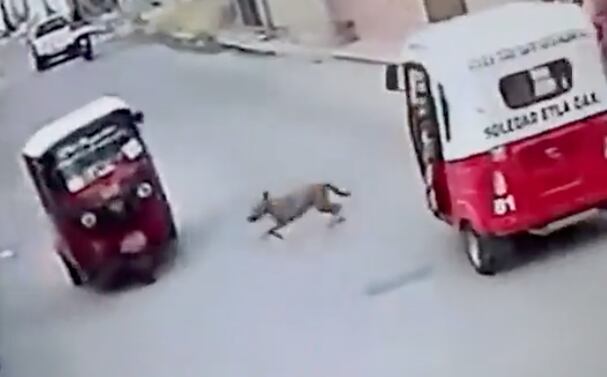 Perro atropella a un mototaxi