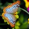 Confirman que la mariposa azul de Xerces es el primer insecto extinto por el hombre