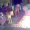 VIDEO: Perro incendia su casa por morder una batería; todo quedó grabado antes de la pérdida total
