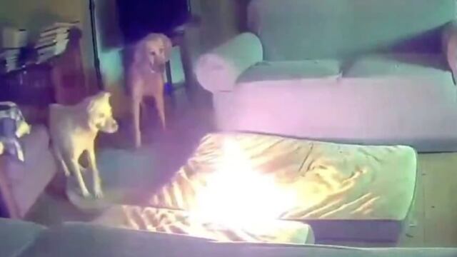 Perro incendia su casa por morder una pila
