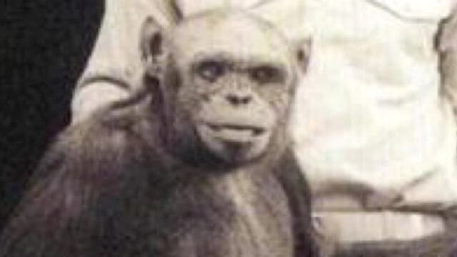 ¿Quién es Oliver? El supuesto eslabón perdido entre el hombre y el mono