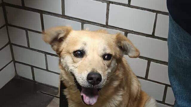 La perrita fue rescatada el pasado jueves entre interestaciones.