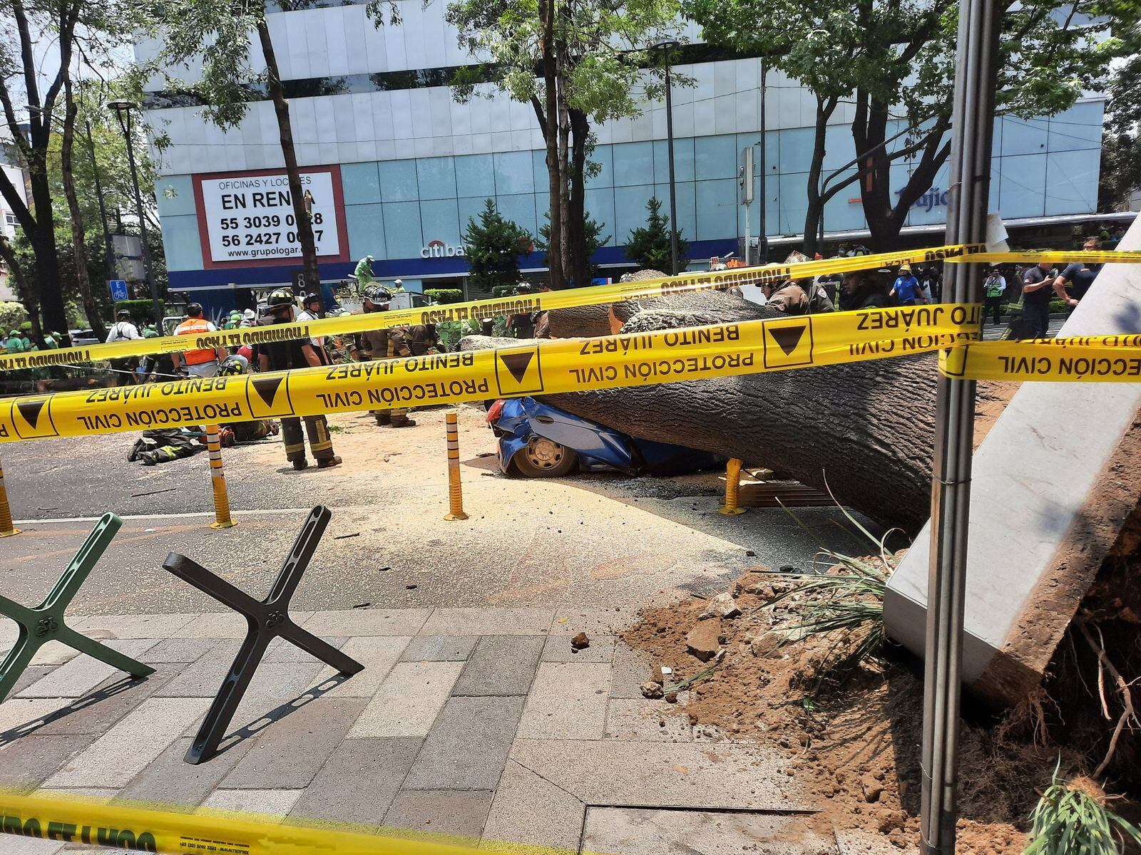 Se salvó de milagro: Árbol de Insurgentes y Georgia en la Nápoles aplastó su carro