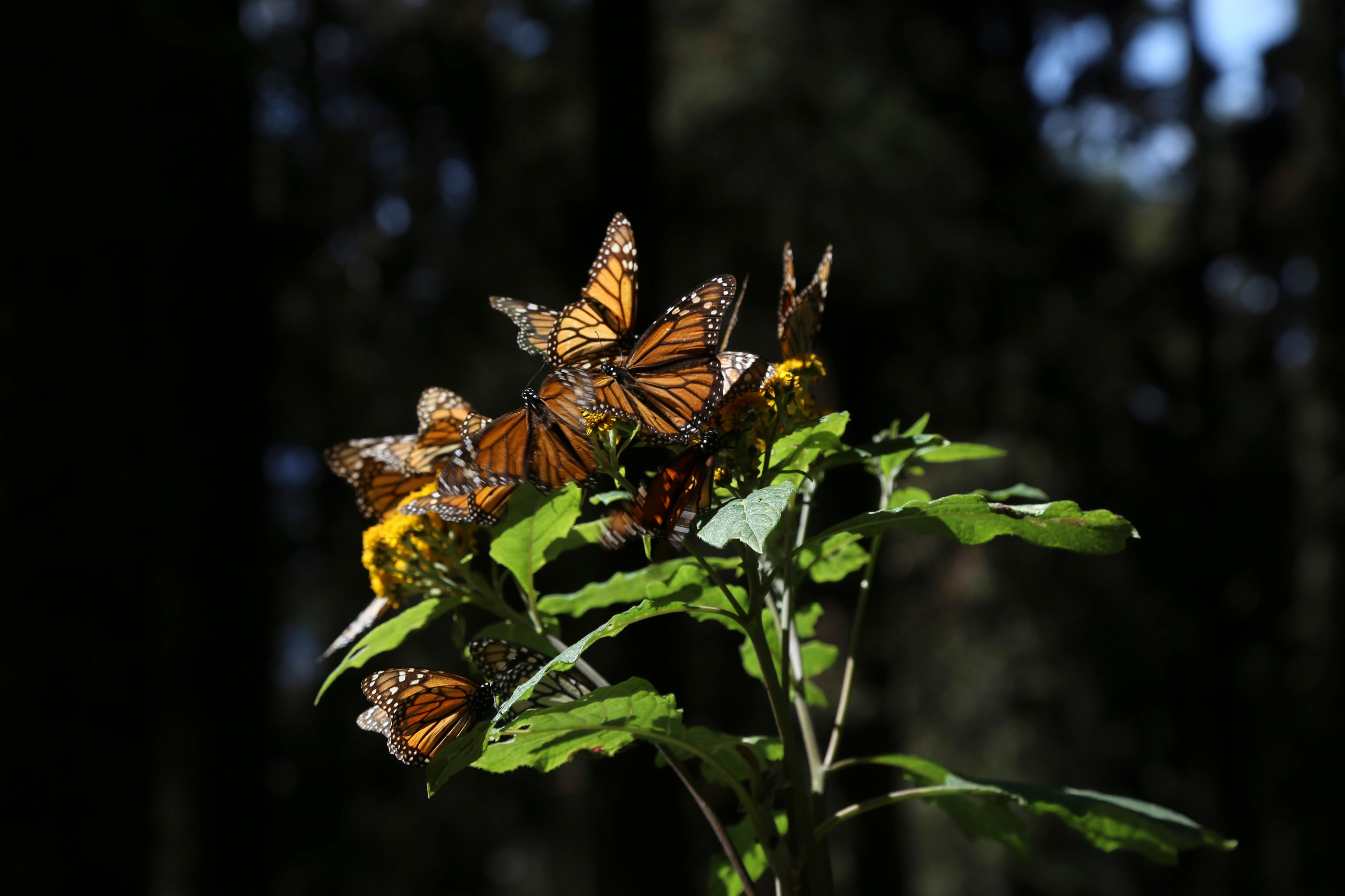 Mariposas Monarca en Ocampo Michoacán