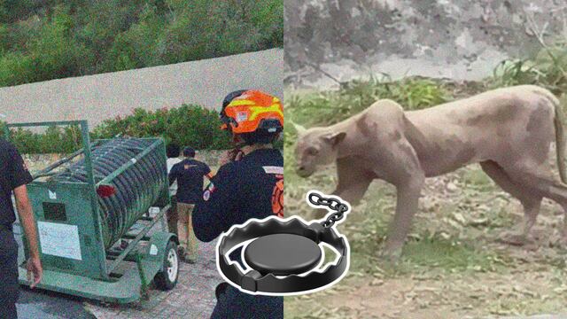 Con una trampa salida de El Coyote y el Correcaminos buscan atrapar al puma suelto en Monterrey