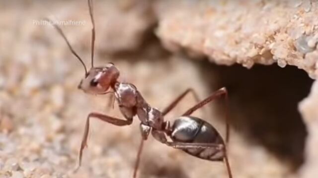 Hormigas plateadas del Sahara.