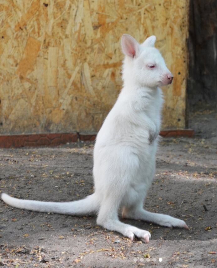 Alice, la canguro albina