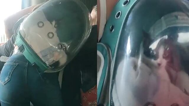 Gato participa en pelea y se hace viral