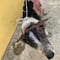 CDMX: Maltrato animal y la violencia familiar sí tienen relación