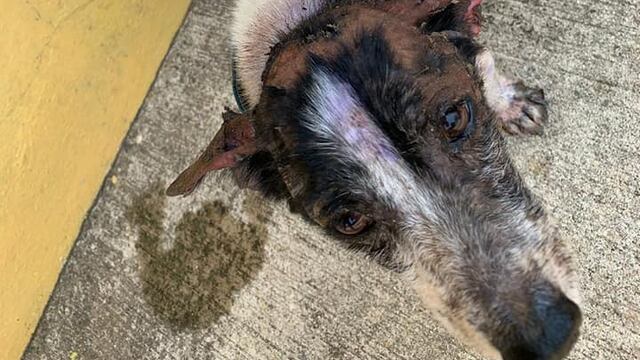 Perro víctima de maltrato animal