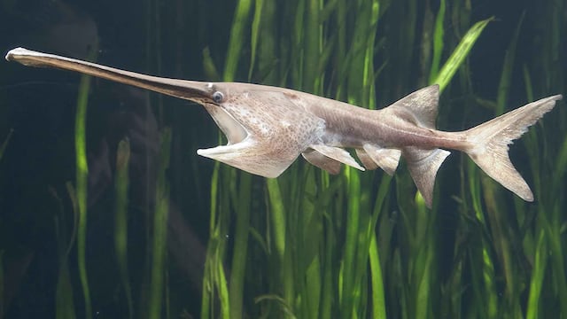 El pez espátula ha sido declarado oficialmente extinto