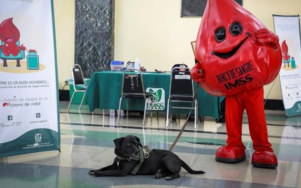 Cuco, perro trabajador del IMSS