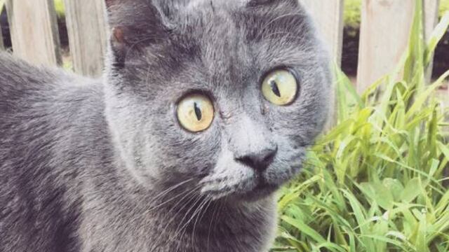 A pesar del pronóstico, este gatito ya cumplió 4 años.