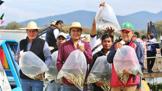 Gobierno de Michoacán sembró peces acuñara en el lago de Pátzcuaro