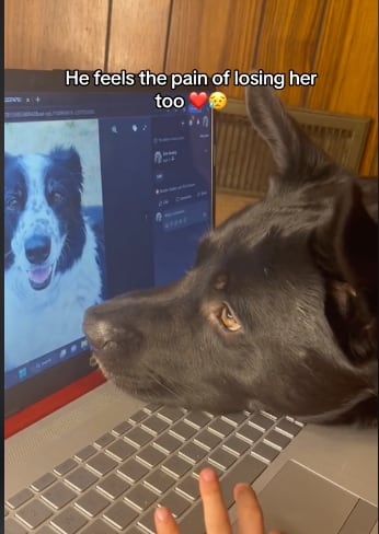 Perrito llora al ver la foto de su mejor amiga que murió
